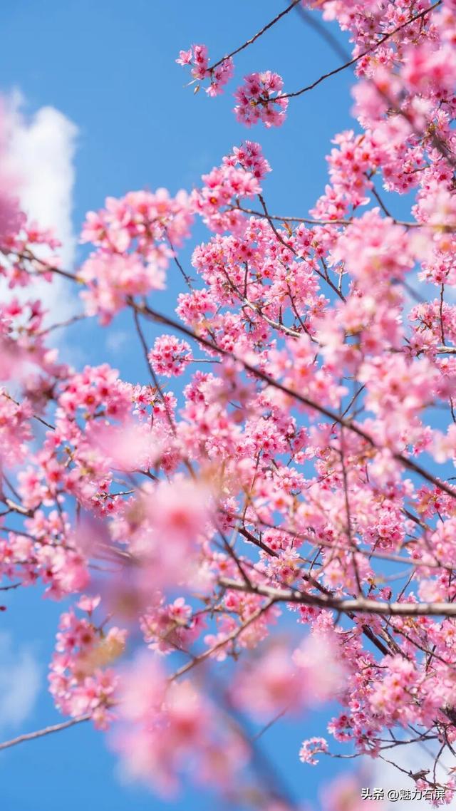 冬日里的粉色浪漫：异龙湖畔冬樱花盛开