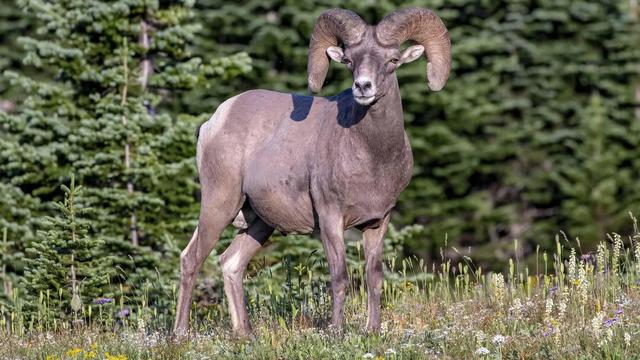 美国国家公园独有的12种神奇野生动物，你见过吗？