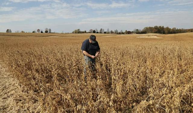中方刚复购大豆	，美国就变脸，美贸易代表通告全球：继续调查中国