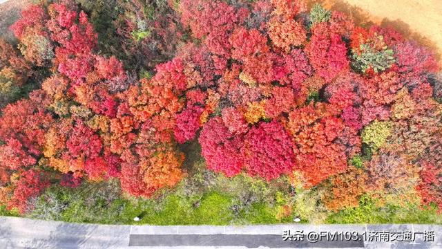 济南植物园藏着秋日顶流！这漫天红叶，正等你赴一场红焰之约