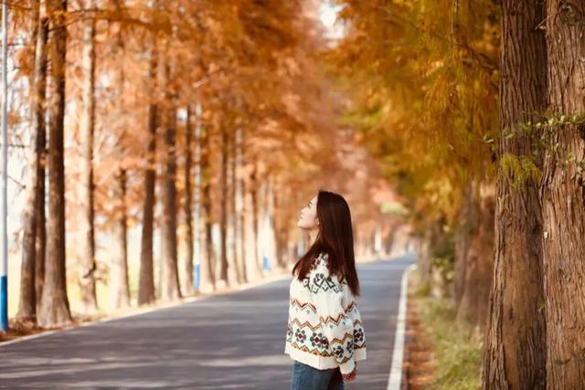 格桑花、紫花风铃木、雪白油茶花……肇庆这里太美了！