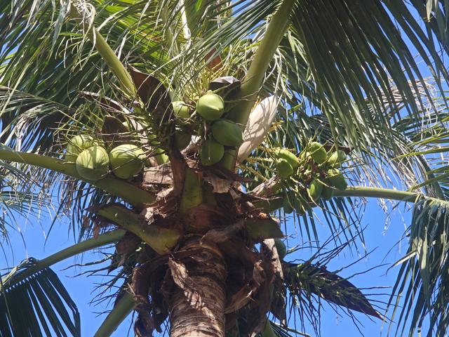 从学苑大道入大沙河绿过大学城后进深圳弯公园流花山景点【高清】