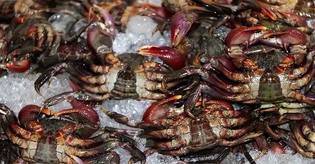 没有回旋余地，中国下令直接收回，17万日本人泪奔，高市闯祸了！