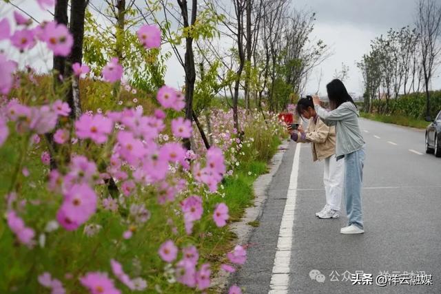 秋游青海湖 邂逅格桑花海