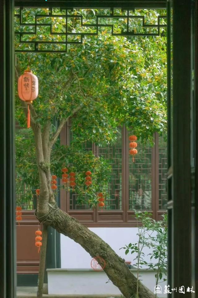 桂香满城！苏州桂花赏花地图来了！