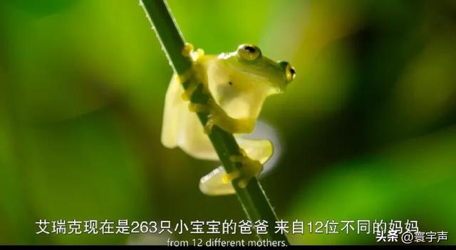不忍直视却上头！8.9分纪录片拍 “边缘物种”，撕开自然浪漫假象