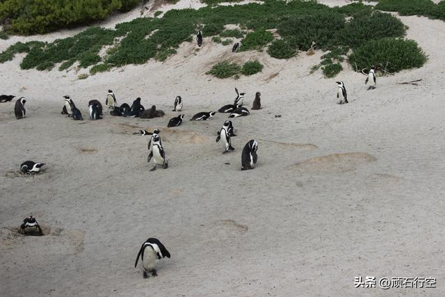 南部非洲：南非开普敦企鹅岛