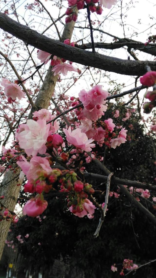 带着孙女去旅行（169）云南石林县印