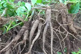 老人偷偷吃的“土人参”，每周2次，骨头比年轻人还硬朗图片