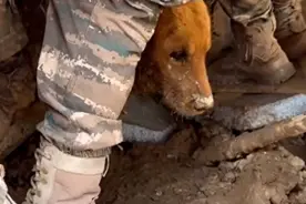 青海：金毛犬被困泥浆超30小时后获救，主人晒视频感谢图片