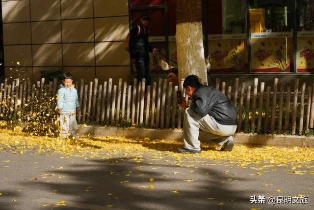 昆明冬日限定的金色浪漫，已加载完成！就藏在昆明这条街……