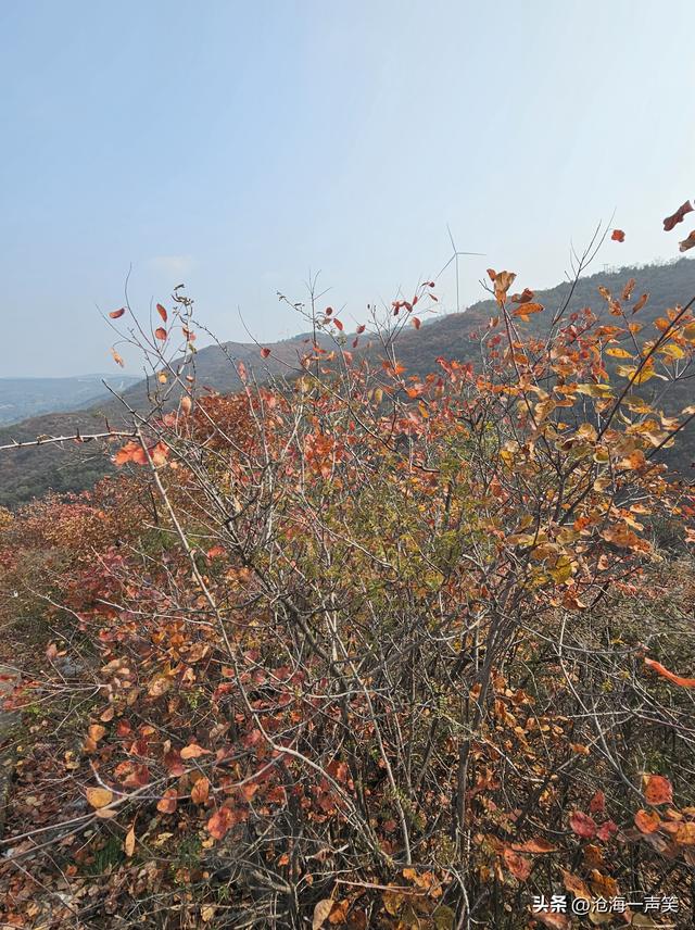 看万山红遍，层林尽染，只是孤影只单，一起相约打卡如何？