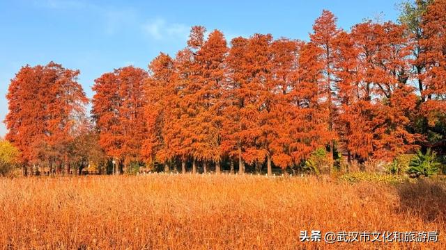 晴晴晴晴晴晴晴晴，东湖彩叶美出新高度！