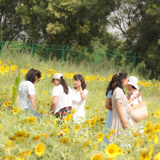 太原市万柏林区：百亩向日葵花海爆红