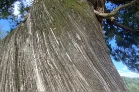 生长于原始社会的这陕西古柏，已经申请了“世界第一古柏”的称号图片