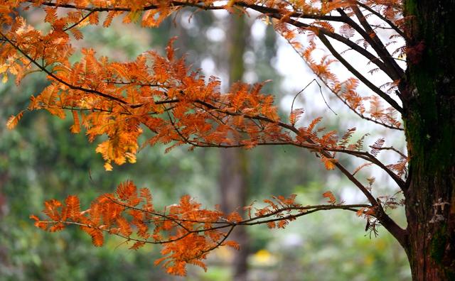 綦江古剑山：初冬“登山赏林”时间已到，错过了只能等来年！