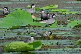 引导居民“错峰”保护水鸟繁殖，武汉举办全国生态日宣传活动图片