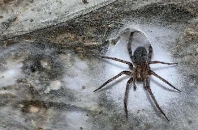 11万蜘蛛的超级工程：地下织出百米丝网，竟启发人类新材料革命