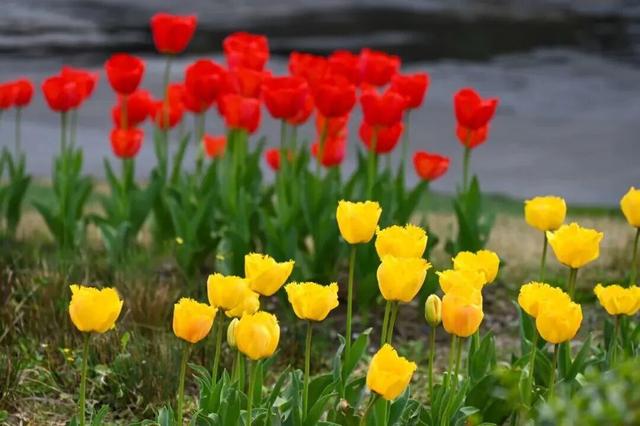 烟火成都丨哇塞！成都的春天也太会开了