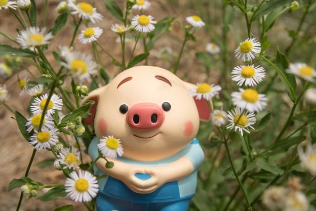 属相猪：12月上旬，注意口舌之争，多花费精力在别的事情上！