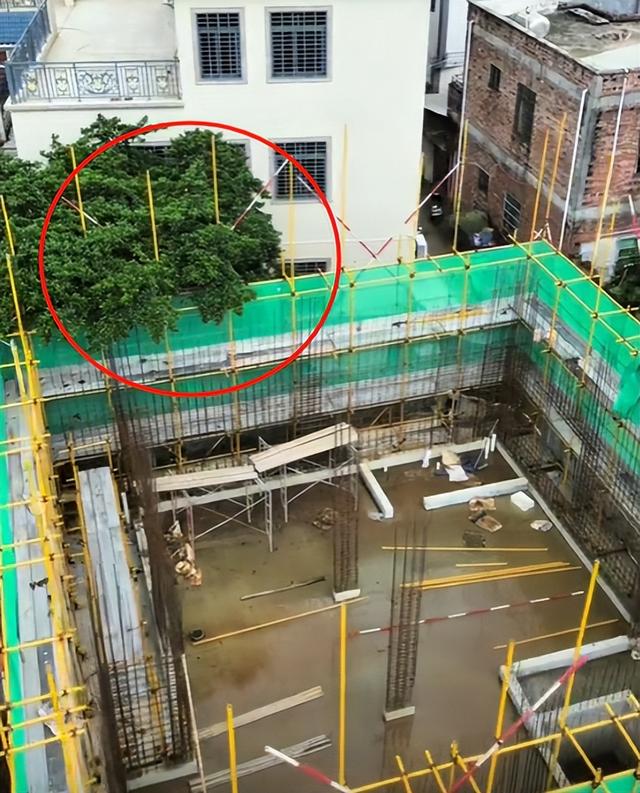 全红婵家建房最新情况：施工受阻，邻居仍不肯砍树，现场照片曝光