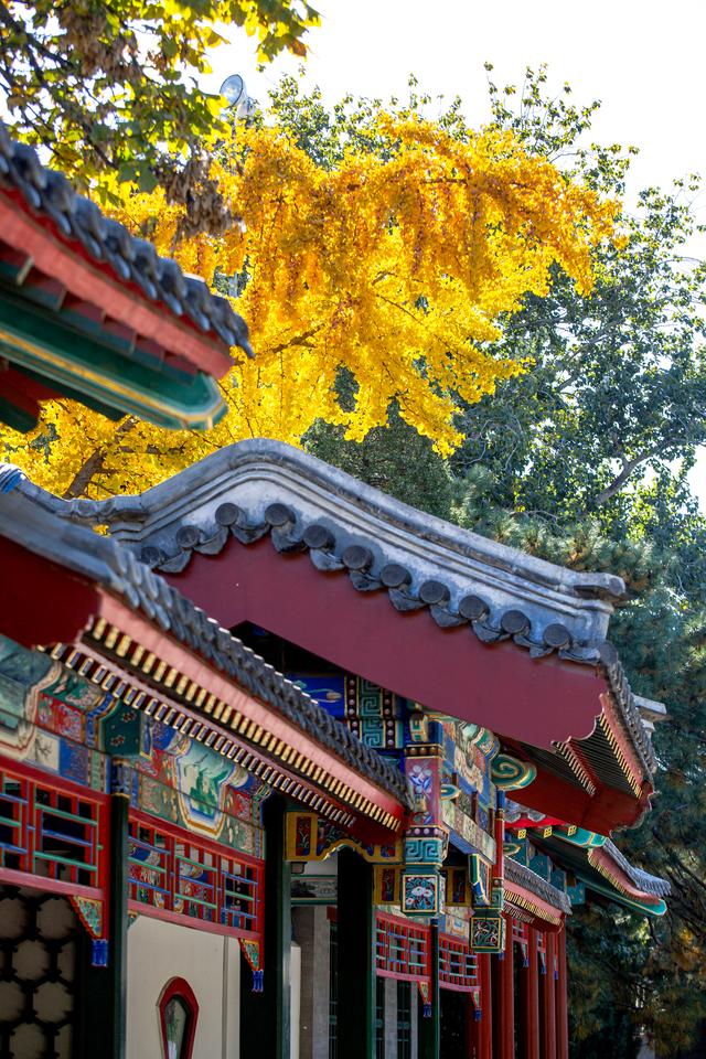 中山公园赏银杏