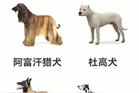 共22张图，带你一起认识91类狗狗品种！图片