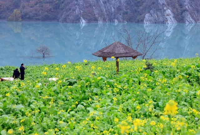 陇南油菜花提前开放，今天可以约起走！