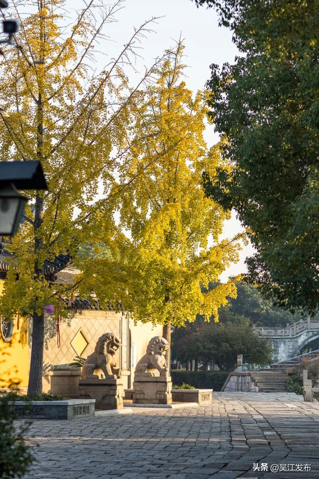 周末去打卡丨“杏”会！颜值高峰来了！