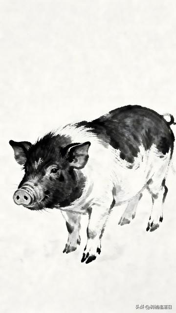 属猪人注意！1月16日后	，撞上这个人，状态直接改写！