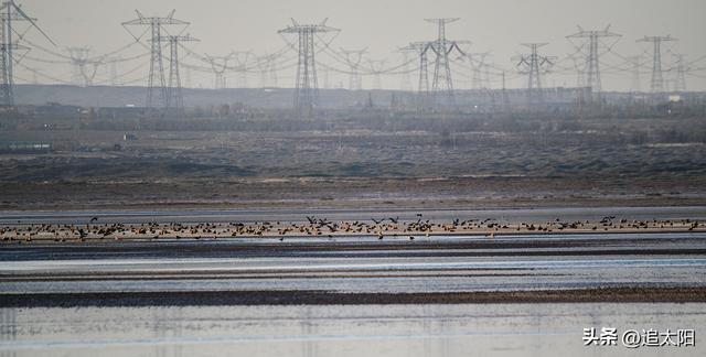 景泰盐沼湿地暮秋风景异