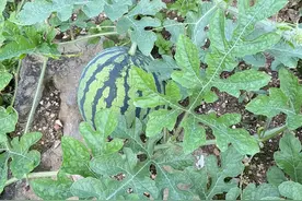 西瓜苗追肥三大忌！老农总结避坑指南，新手也能种出高产瓜图片