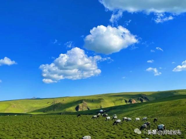 25℃的羚城牧歌！甘南合作，盛夏的云端避暑秘境