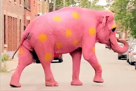 公象向母象“求爱”，惨遭母象拒绝，下一秒公象一下将母象推水里图片