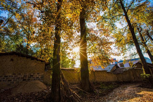 又是一年秋风起，马岭红叶正当时