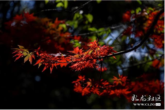 冬日里的红枫恋