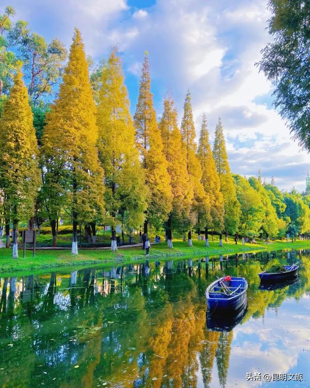 美！美美美！昆明超全水杉打卡地来袭！保姆级攻略快收藏，周末一定要冲~