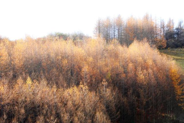 兰仓秋，染山河。