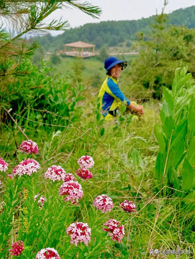 7）山西阳城析城山圣王坪，在云端草甸邂逅狼毒花的美，与千年传