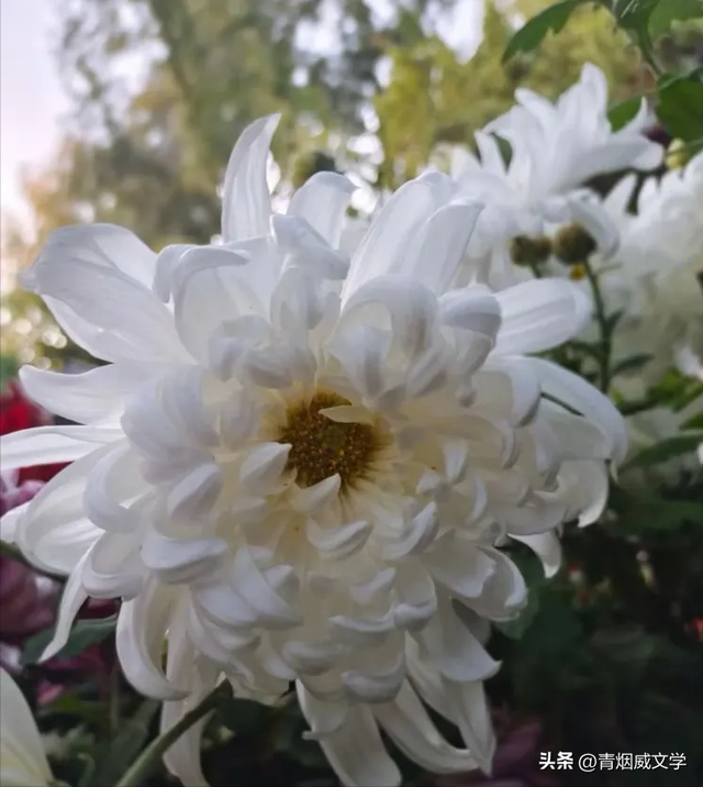 趵突菊韵 锦绣泉城