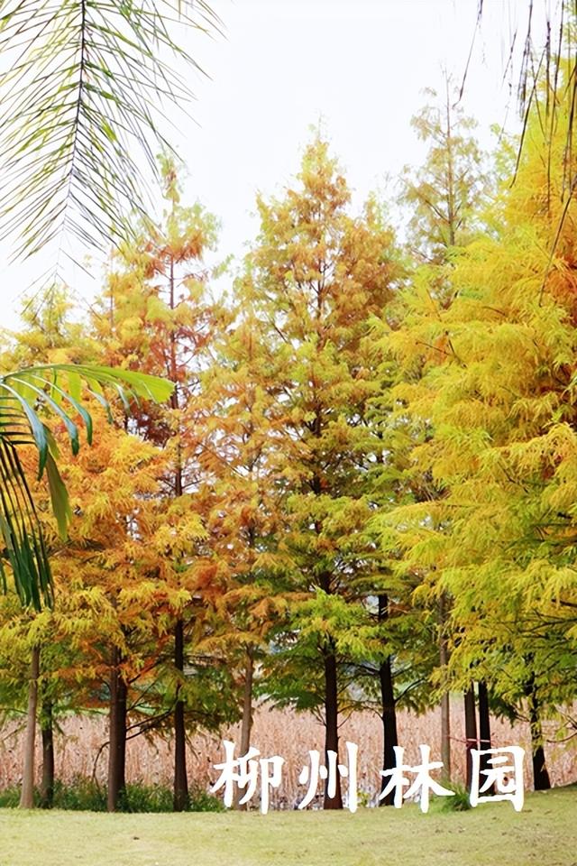 柳州市都乐公园“美拉德”水杉林邀你来打卡！