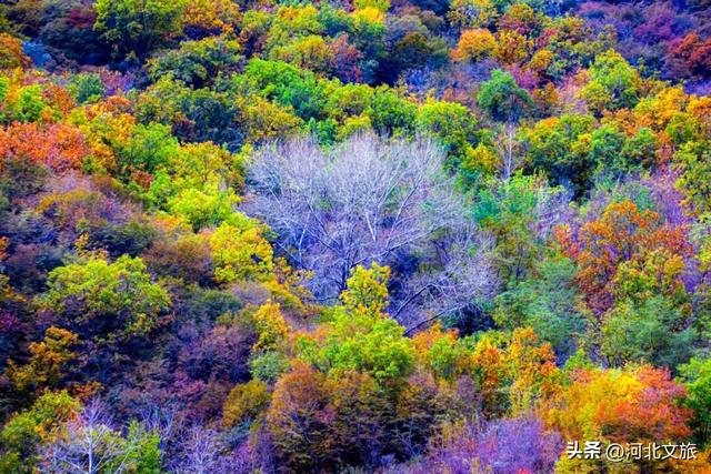 秋日必冲的保定“天然氧吧”出炉，每个都是国家级秘境