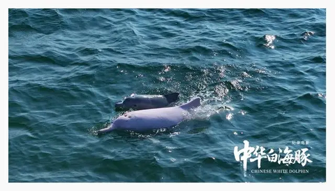 耗资千亿的超级工程，单为她留出游弋通道？这电影给出最动人答案