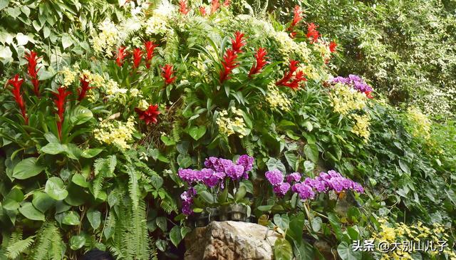 植物园迎春花展免费开放