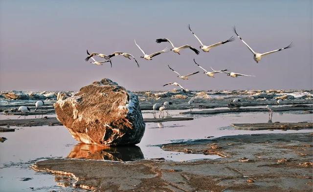 打造辽河口冰凌鹤稀缺IP，赋能盘锦生态文旅双向发展！