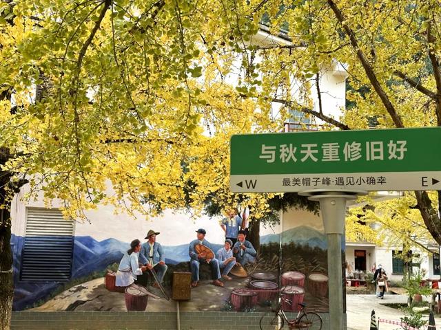 黄了！黄了！南雄银杏逐渐换上“金装”，码好这条线路追秋去