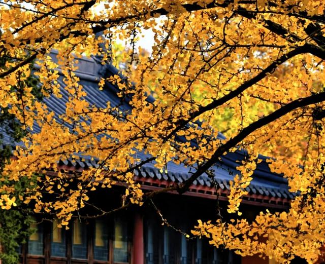 南京古都秋绝美日,妥妥的国内赏秋天花板,12个绝美秋景接着。