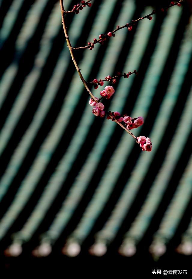 昆明大观公园梅花开了