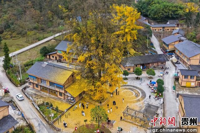 贵州务川：千年银杏“金甲”迎客来
