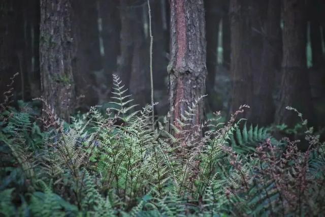 乡游黔中 · 白云区 石龙村丨坠入金色银杏海,收藏静美秋日